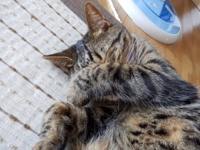 f:id:nekonohanashi:20140714145201j:image