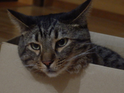 f:id:nekonohanashi:20140813192326j:image