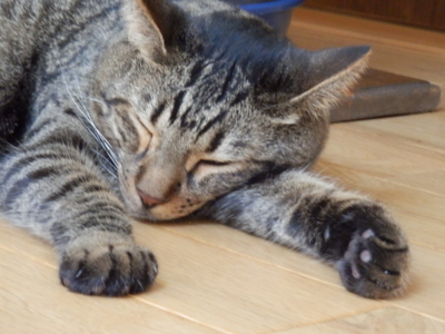 f:id:nekonohanashi:20140819120618j:image