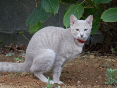 f:id:nekonohanashi:20140826053211j:image