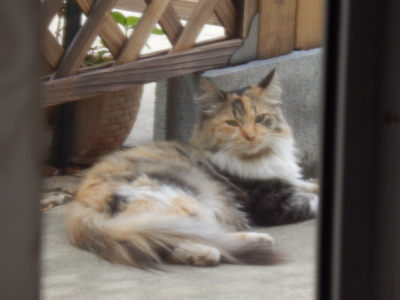 f:id:nekonohanashi:20140831123614j:image