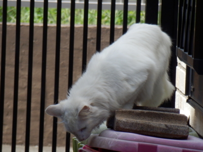f:id:nekonohanashi:20140903125016j:image