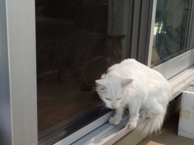 f:id:nekonohanashi:20140921110656j:image