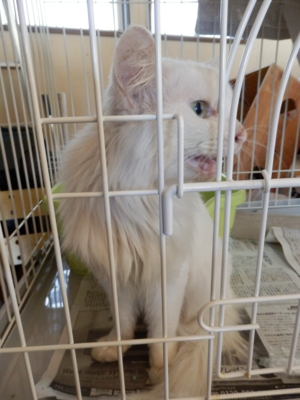 f:id:nekonohanashi:20140928094326j:image