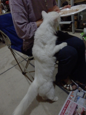 f:id:nekonohanashi:20141002182515j:image