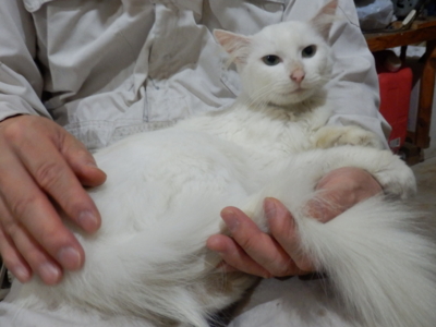 f:id:nekonohanashi:20141002182816j:image