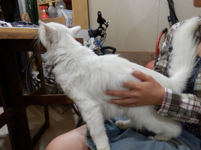 f:id:nekonohanashi:20141002183205j:image