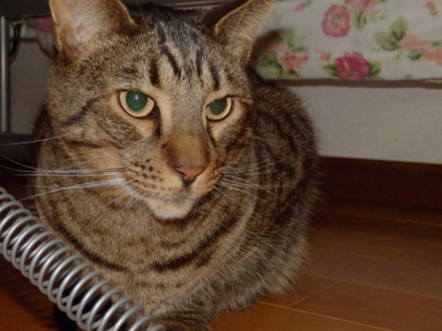 f:id:nekonohanashi:20141018222427j:image