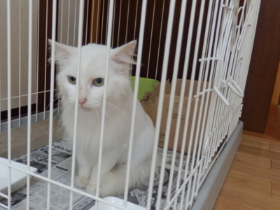 f:id:nekonohanashi:20141024102616j:image