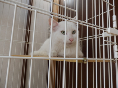 f:id:nekonohanashi:20141024125644j:image