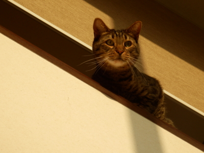 f:id:nekonohanashi:20141024155720j:image