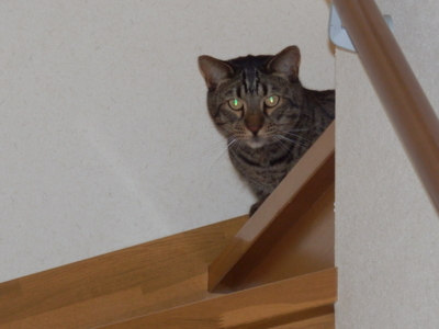 f:id:nekonohanashi:20141024155857j:image