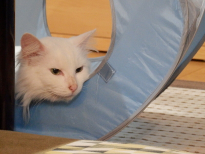 f:id:nekonohanashi:20141025192137j:image