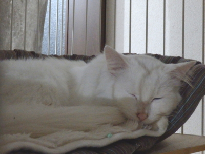 f:id:nekonohanashi:20141025203912j:image