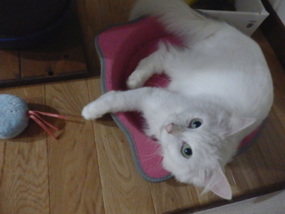 f:id:nekonohanashi:20141026170528j:image