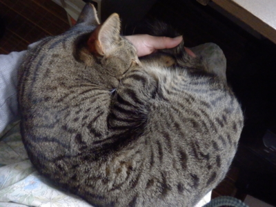 f:id:nekonohanashi:20141026202510j:image