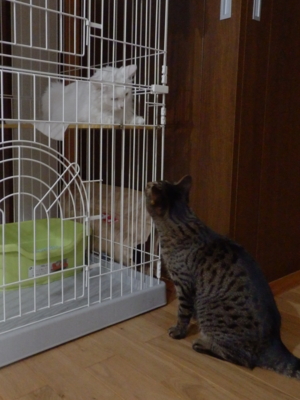 f:id:nekonohanashi:20141026205238j:image