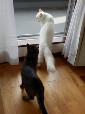 f:id:nekonohanashi:20141027080948j:image