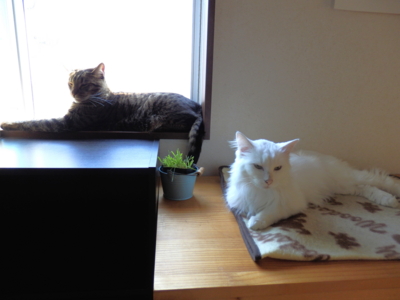 f:id:nekonohanashi:20141029124317j:image