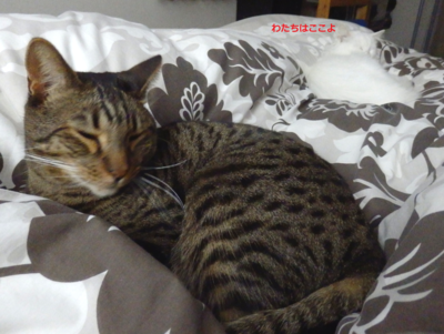 f:id:nekonohanashi:20141029131305p:image