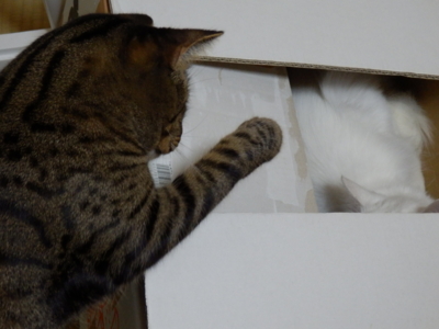 f:id:nekonohanashi:20141030230929j:image