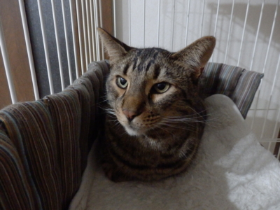 f:id:nekonohanashi:20141031193548j:image