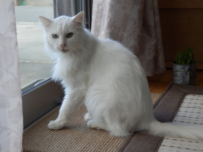 f:id:nekonohanashi:20141103074219j:image
