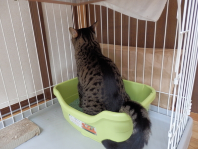 f:id:nekonohanashi:20141103113019j:image