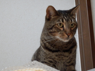 f:id:nekonohanashi:20141111114738j:image