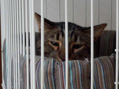 f:id:nekonohanashi:20141113064243j:image
