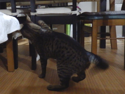 f:id:nekonohanashi:20141115171012j:image