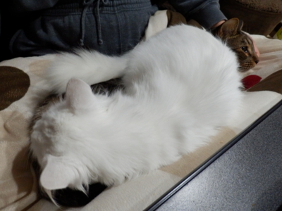 f:id:nekonohanashi:20141117061326j:image