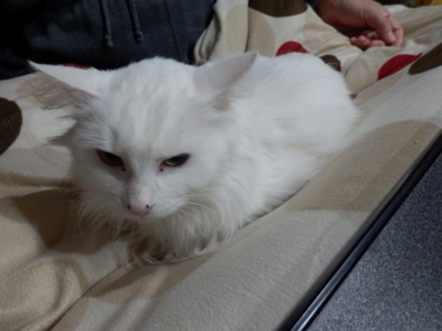 f:id:nekonohanashi:20141117061340j:image