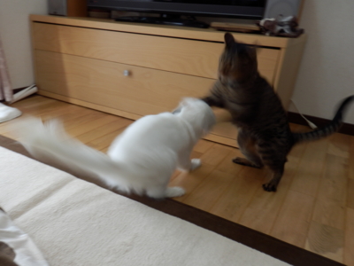 f:id:nekonohanashi:20141117095231j:image
