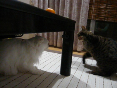 f:id:nekonohanashi:20141117124935j:image