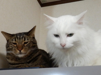f:id:nekonohanashi:20141201114406j:image