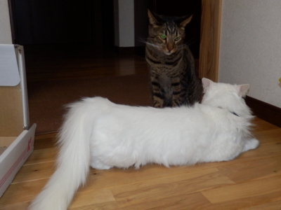 f:id:nekonohanashi:20141206183845j:image