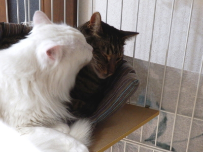 f:id:nekonohanashi:20141208173459j:image