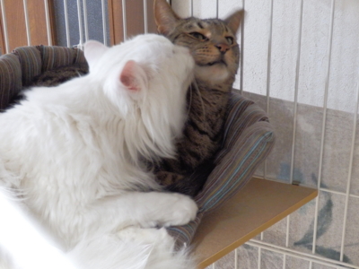 f:id:nekonohanashi:20141208173723j:image