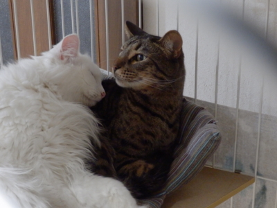 f:id:nekonohanashi:20141208173754j:image