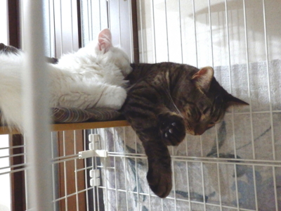 f:id:nekonohanashi:20141208183033j:image