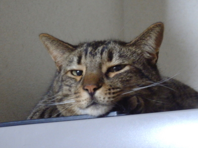 f:id:nekonohanashi:20141212192711j:image