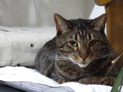 f:id:nekonohanashi:20141227194549j:image