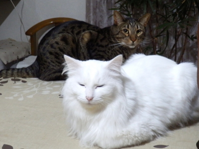 f:id:nekonohanashi:20141228051720j:image