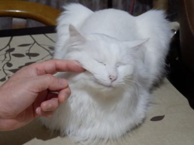 f:id:nekonohanashi:20141228052338j:image
