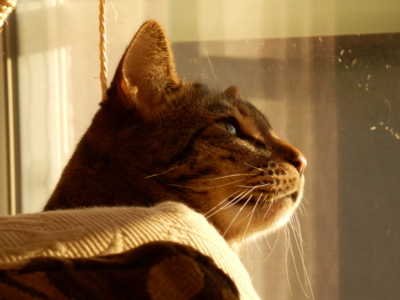 f:id:nekonohanashi:20150119155200j:image