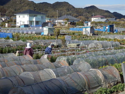 f:id:nekonohanashi:20150123134729j:image