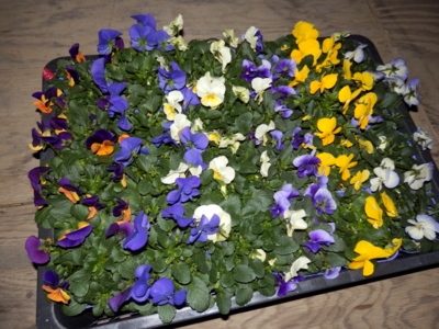 f:id:nekonohanashi:20150123171640j:image