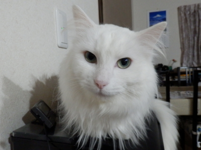 f:id:nekonohanashi:20150123232807j:image