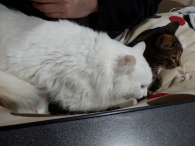 f:id:nekonohanashi:20150125064244j:image